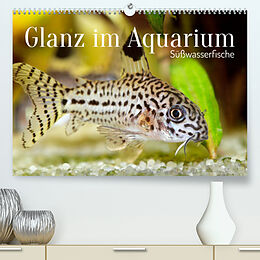 Kalender Glanz im Aquarium: Süßwasserfische (Premium, hochwertiger DIN A2 Wandkalender 2023, Kunstdruck in Hochglanz) von CALVENDO