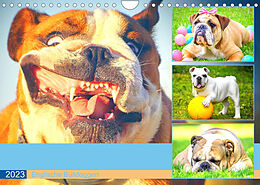 Kalender Dicke Freunde. Englische Bulldoggen (Wandkalender 2023 DIN A4 quer) von Rose Hurley
