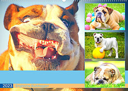 Kalender Dicke Freunde. Englische Bulldoggen (Wandkalender 2023 DIN A2 quer) von Rose Hurley