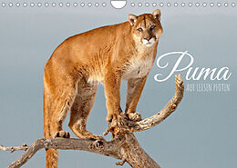 Kalender Puma: Auf leisen Pfoten (Wandkalender 2023 DIN A4 quer) von CALVENDO