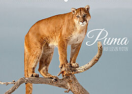 Kalender Puma: Auf leisen Pfoten (Wandkalender 2023 DIN A2 quer) von CALVENDO