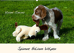Kalender Spinone Italiano Welpen - Kleine Clowns (Wandkalender 2023 DIN A2 quer) von Silvia Drafz