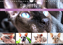 Kalender Sphinx. Grazile und anmutige Nacktkatzen (Wandkalender 2023 DIN A4 quer) von Rose Hurley