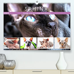Kalender Sphinx. Grazile und anmutige Nacktkatzen (Premium, hochwertiger DIN A2 Wandkalender 2023, Kunstdruck in Hochglanz) von Rose Hurley
