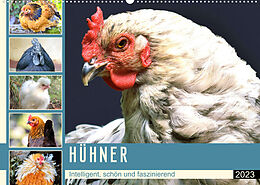 Kalender Hühner. Intelligent, schön und faszinierend (Wandkalender 2023 DIN A2 quer) von Rose Hurley