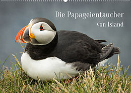 Kalender Die Papageientaucher von Island (Wandkalender 2023 DIN A2 quer) von Inxtagenumdiewelt