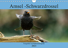 Kalender Amsel - Schwarzdrossel fotografiert von Ostfriesenfotografie (Wandkalender 2023 DIN A4 quer) von Christina Betten - Ostfriesenfotografie