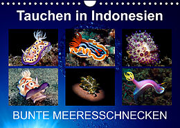 Kalender Tauchen in Indonesien - BUNTE MEERESSCHNECKEN (Wandkalender 2023 DIN A4 quer) von Kathrin Landgraf-Kluge