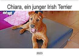 Kalender Chiara, ein junger Irish Terrier (Wandkalender 2023 DIN A2 quer) von Claudia Schimon