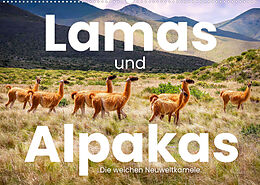 Kalender Lamas und Alpakas - Die weichen Neuweltkamele. (Wandkalender 2023 DIN A2 quer) von SF