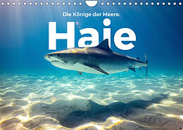 Kalender Haie - Könige der Meere. (Wandkalender 2023 DIN A4 quer) von M. Scott
