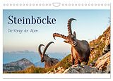 Kalender Steinböcke - Die Könige der Alpen (Wandkalender 2024 DIN A4 quer), CALVENDO Monatskalender von Michaela Kramer