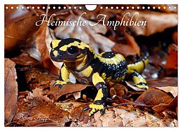 Kalender Heimische Amphibien (Wandkalender 2024 DIN A4 quer), CALVENDO Monatskalender von Benny Trapp