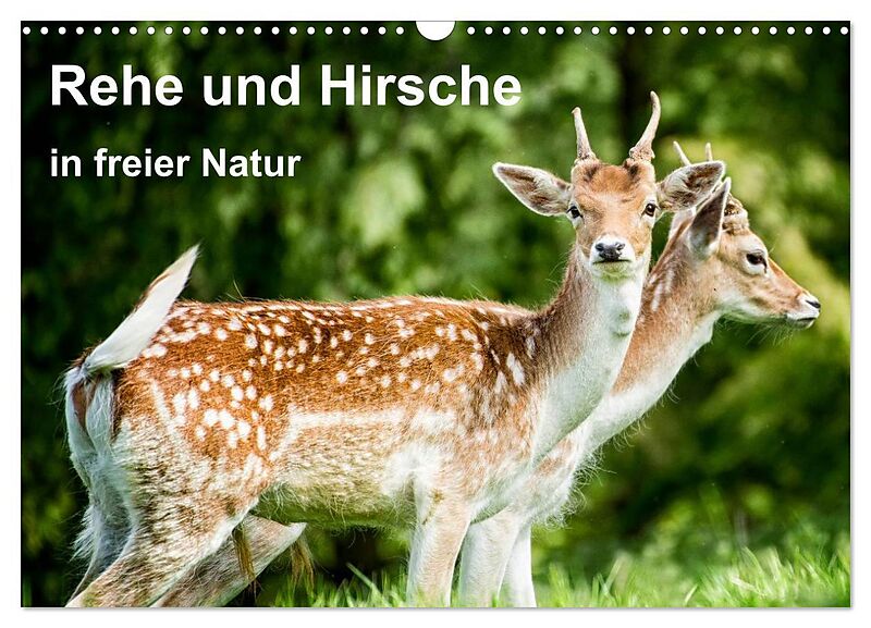 Rehe und Hirsche in freier Natur (Wandkalender 2024 DIN A3 quer), CALVENDO Monatskalender