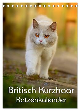 Kalender Britisch Kurzhaar Katzenkalender (Tischkalender 2024 DIN A5 hoch), CALVENDO Monatskalender von Nicole Noack