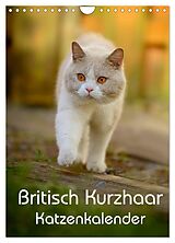Kalender Britisch Kurzhaar Katzenkalender (Wandkalender 2024 DIN A4 hoch), CALVENDO Monatskalender von Nicole Noack