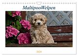 Kalender Maltipoo Welpen (Wandkalender 2024 DIN A4 quer), CALVENDO Monatskalender von Tanja Schultz