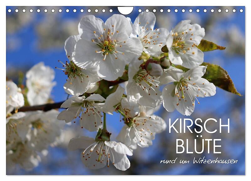 Kirschblüte rund um Witzenhausen (Wandkalender 2024 DIN A4 quer), CALVENDO Monatskalender