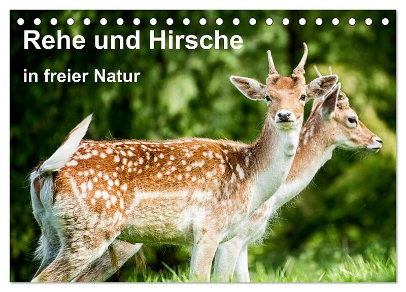 Rehe und Hirsche in freier Natur (Tischkalender 2024 DIN A5 quer), CALVENDO Monatskalender