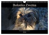 Kalender Bolonka Zwetna 2024 (Wandkalender 2024 DIN A4 quer), CALVENDO Monatskalender von Antonia Katharina Tessnow