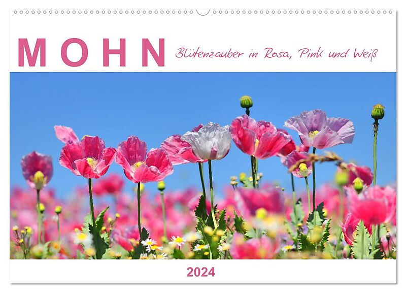 Mohn, Blütenzauber in Rosa, Pink und Weiß (Wandkalender 2024 DIN A2 quer), CALVENDO Monatskalender