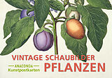 Kartonierter Einband Postkarten-Set Vintage-Schaubilder Pflanzen von 