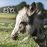 Kalender Esel 2026 von 