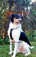 E-Book (epub) Hunde - Abenteuer von C. M. Groß