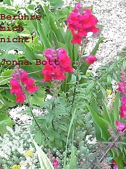 E-Book (epub) Berühre mich nicht! von Jonna Bott