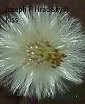 E-Book (epub) Kiss von Joseph P Hradisky Jr