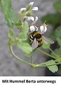 E-Book (epub) Mit Hummel Berta unterwegs von Henriette Fleck