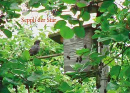 E-Book (epub) Seppli der Star von Edith Fehr-Brunner