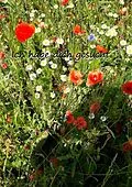 E-Book (epub) Ich habe dich gesucht von Christine Stutz