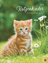 Spiralbindung Katzenkinder Posterkalender 2025 von Monika Wegler