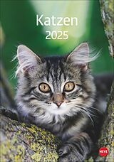 Kalender Katzen Kalender 2025 von 