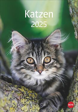 Kalender Katzen Kalender 2025 von 