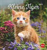 Spiralbindung Katzen Postkartenkalender Kleine Tiger 2025 von 
