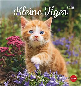 Kalender Katzen Postkartenkalender Kleine Tiger 2025 von 