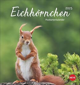 Kalender Eichhörnchen Postkartenkalender 2025 von 