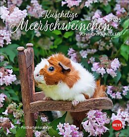 Kalender Kuschelige Meerschweinchen Postkartenkalender 2025 von Monika Wegler