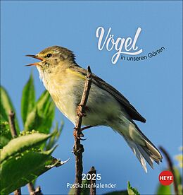 Kalender Vögel in unseren Gärten Postkartenkalender 2025 von 