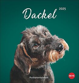 Kalender Dackel Postkartenkalender 2025 von 