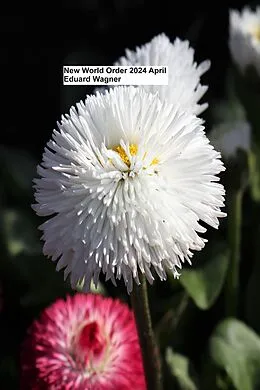 E-Book (epub) New World Order 2024 April von Eduard Wagner