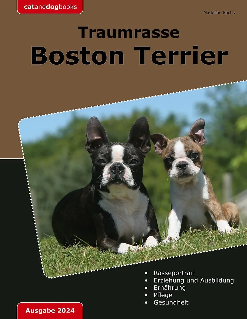 Traumrasse Boston Terrier
