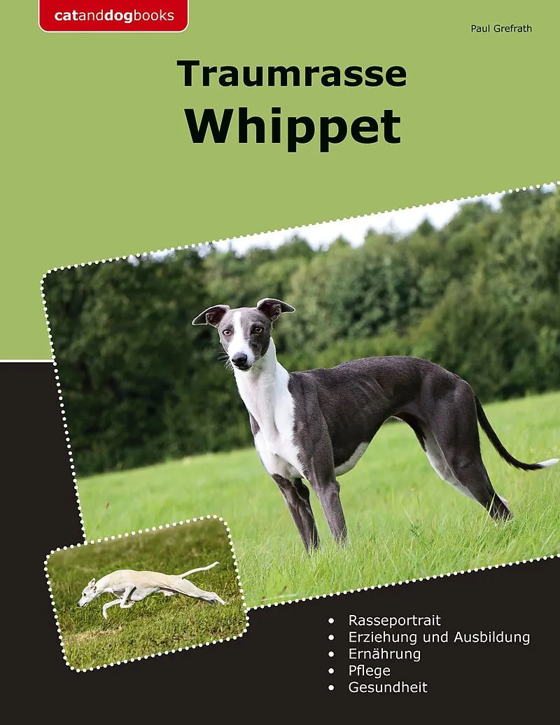 Traumrasse Whippet