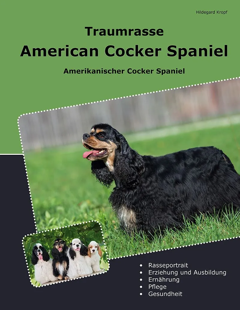 Traumrasse American Cocker Spaniel