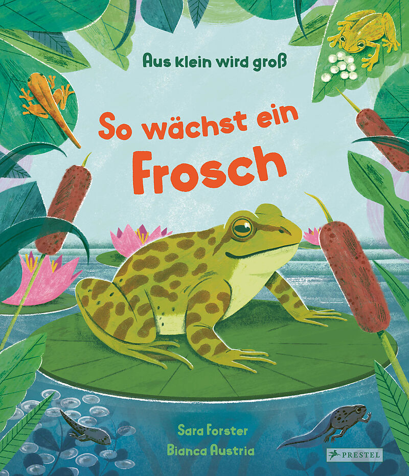 Aus klein wird groß. So wächst ein Frosch