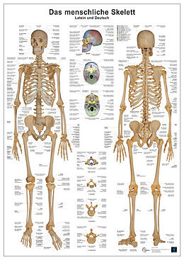 Textkarten / Symbolkarten Das menschliche Skelett farbige Tafel, 90 x 65 cm, von Christoph Oberdieck