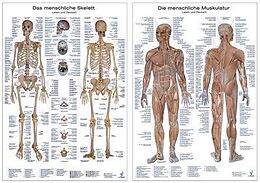 Textkarten / Symbolkarten Doppelpack Anatomie-Lerntafeln Muskulatur und Skelett von 