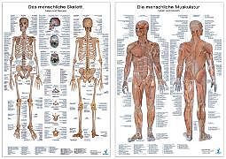 Textkarten / Symbolkarten Doppelpack Anatomie-Poster Muskulatur und Skelett von 